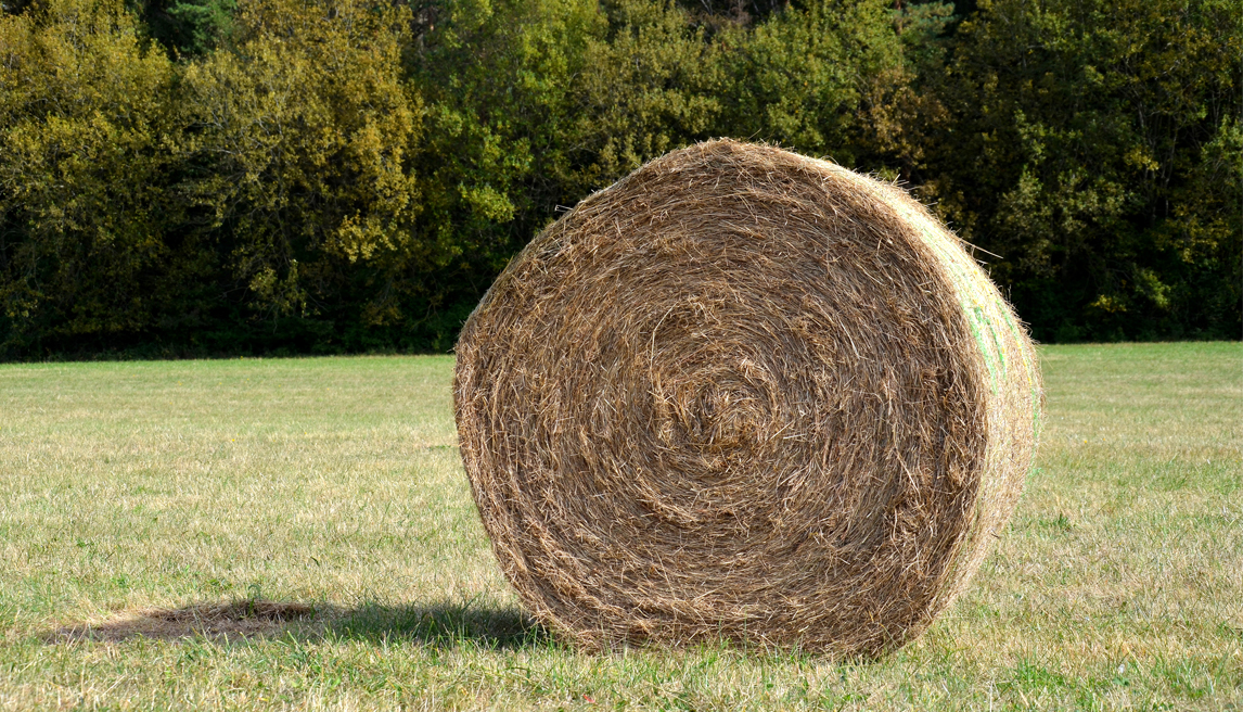 hay.jpg
